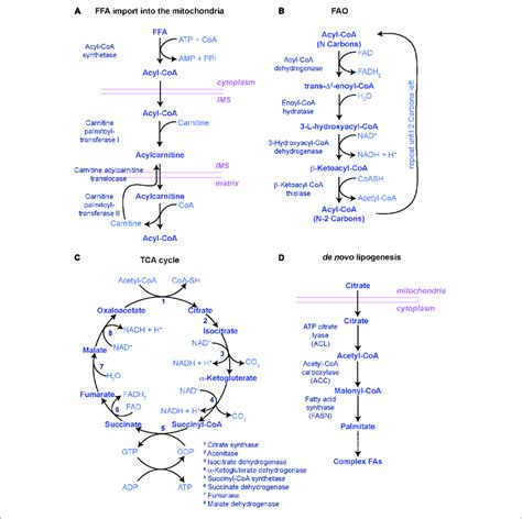 | Main biochemical pathways involved in lipid metabolism. (A-C)... | Download Scientific Diagram