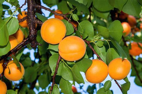 Dwarf Bulida Apricot | PlantNet® Australia