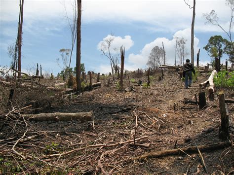 Penebangan Hutan Terus Berlanjut, Hutan di Taput Terancam Gundul ...