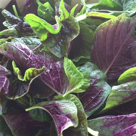 Spinach: Orach, “Purple Mountain Spinach” AKA. Purple Passion Spinach | Goth garden, Foliage ...