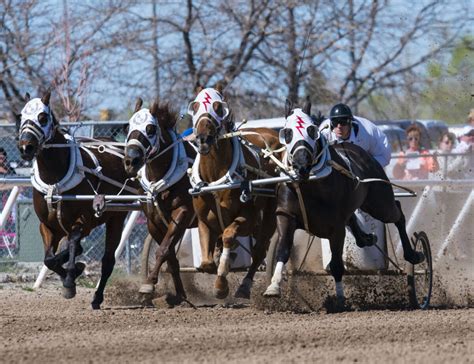 Chariot racing world championship coming to Ogden | News, Sports, Jobs ...