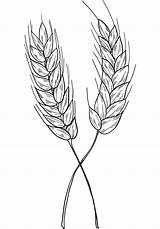 Wheat Coloring Page  ColouringPages sketch template