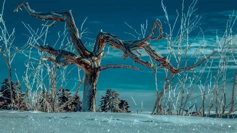 Download wallpaper 3840x2160 tree, snow, winter, branches, sky 4k uhd 16:9 hd background