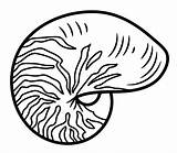Nautilus Coloring Pages  Free Printable PDF & Online sketch template