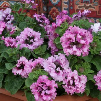 How to Grow Petunia Seeds | The Seed Collection