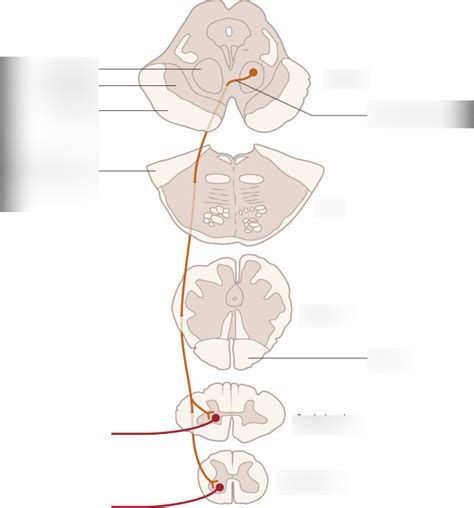 BAB diagram rubrospinal tract Diagram | Quizlet