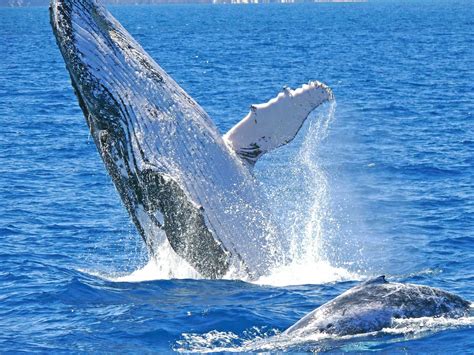 Whale Watching - Sovereign Lady Charter Boat