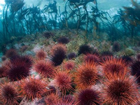 The (Re)Naturalist: Sea Urchins: The Marine Hedgehogs