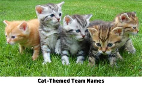 244+ Cat-Themed Team Names for Your Group