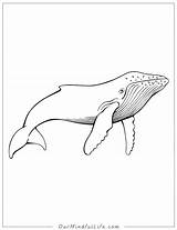 42 Magnificent Whale Coloring Pages Free Printables sketch template