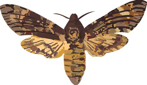 Moth PNG transparent image download, size: 1302x750px