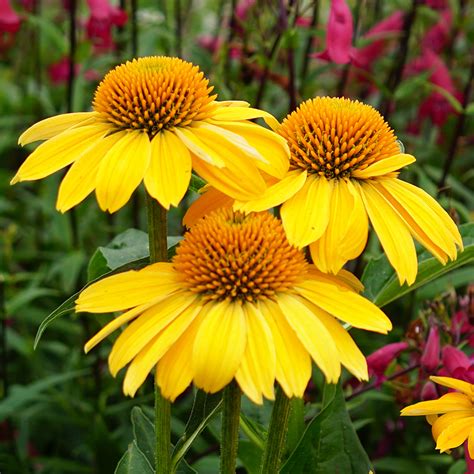 14 Colorful Coneflowers to Brighten Your Summer Garden