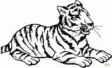 Tiger Sits coloring Page  Free Printable Coloring Pages sketch template