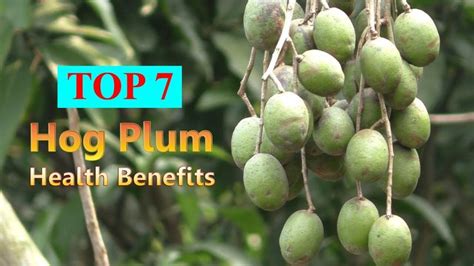 Hog Plum – Top 7 Health Benefits of June Plums Fruits and Leaves for thi... | Plum health ...