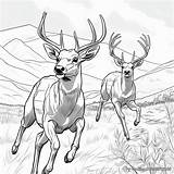 Mule Deer Coloring Pages  Free & Printable sketch template