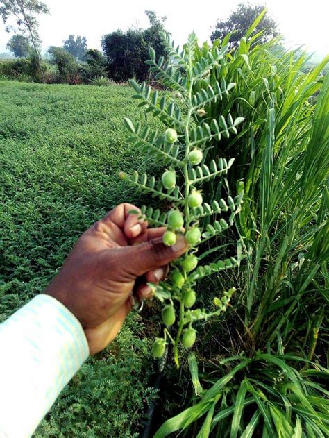 Growing Chickpeas | How to grow Chickpeas | Garbanzo beans - Naturebring