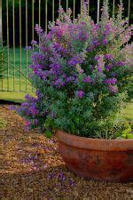 How to Grow Texas Sage Plant in Pot | Texas Ranger Plant Care