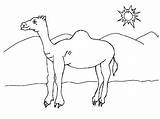 Shinrai Camel Coloring Page sketch template