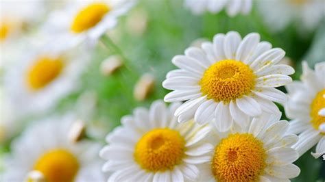 Bellis perennis ( Daisy ) | HD Wallpapers (High Definition) | Free Background