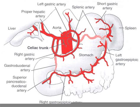 Celiac Artery Diagram | Free Images at Clker.com - vector clip art ...