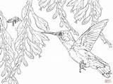 Hummingbird Coloring Pages Printable At GetColoringscom  Free sketch template