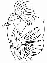 Crane Siberian Designlooter Printablecolouringpages Sketch Coloring Page sketch template