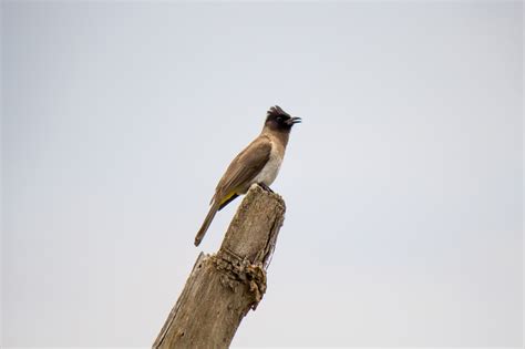 Common Bulbul - Wildlife Vagabond