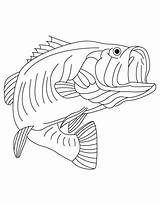 Bass Fish Coloring Pages Printable sketch template
