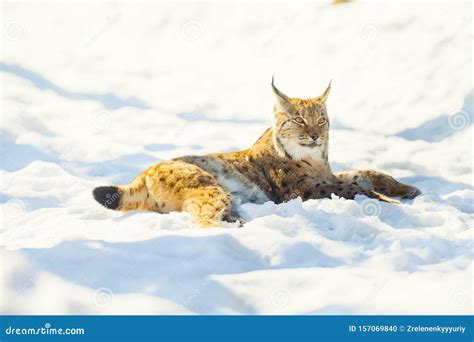 Lynx on the snow stock photo. Image of mammal, spotted - 157069840