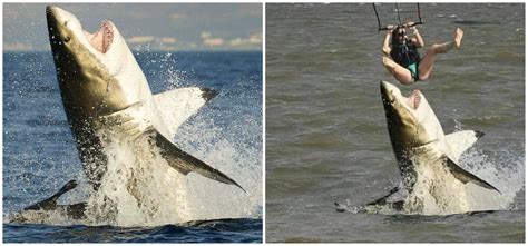 Is This a Picture of a Shark Attacking a Parasailer?