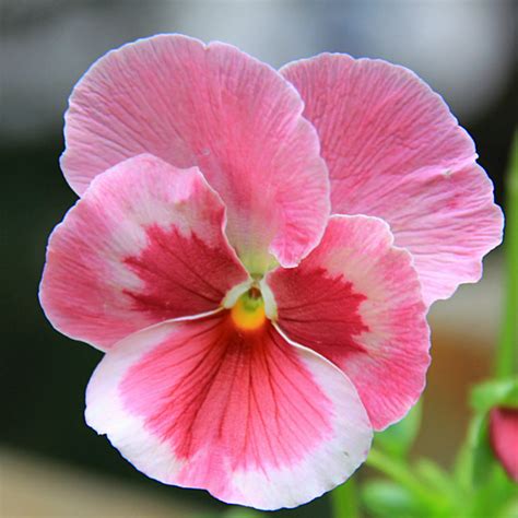 Pink Pansy Mix Color Wavy Viola Flower Seeds – Jack Seeds | Pansies ...