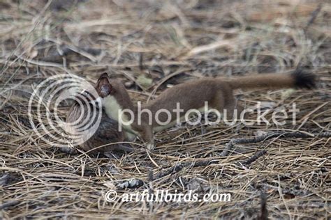 Long Tail Weasel Diet - rutrackerhope