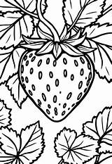 Strawberry Coloring Pages 3 Free Printables  ColoringMaker sketch template