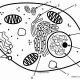 Animal Cell Coloring Pages Magna Structures And Functions  Free sketch template