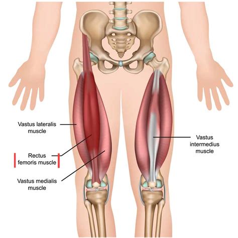 Rectus Femoris: Origin, Insertion, Action, Innervation - The Wellness Digest