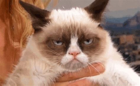 Grumpy Cat GIF - Find & Share on GIPHY
