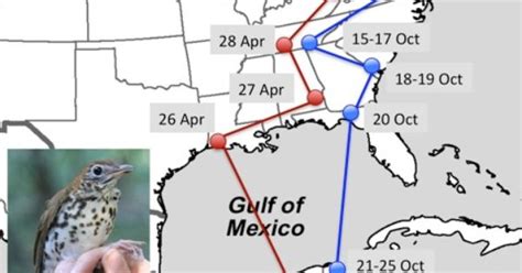 Map of wood thrush migration patterns, find out more about this research here: http://www ...