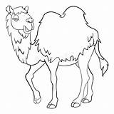 Camel Face Coloring Page sketch template