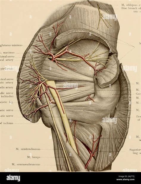 Superior Gluteal Nerve Anatomy