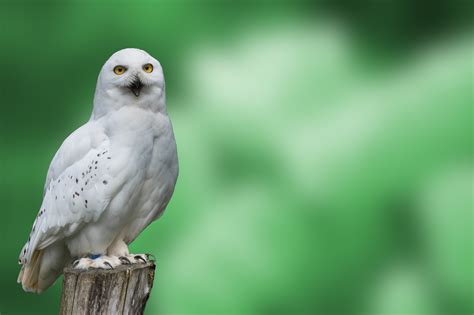 Snowy Owl Free Stock Photo - Public Domain Pictures
