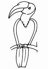 Hornbill Coloring Pages  Free Printable For Kids sketch template