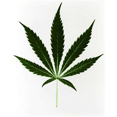 Cannabis sativa Marijuana Leaf Poster Print by Science Source - Walmart ...