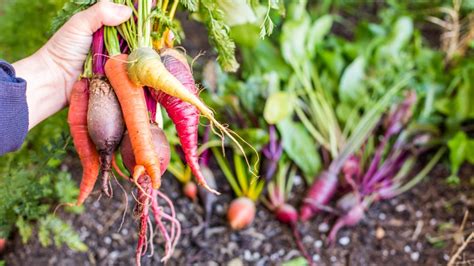 Gardening: Fall and Winter Vegetables to Plant | First For Women