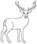 Female Red Deer Coloring Page  Free Printable Pages For Kids sketch template