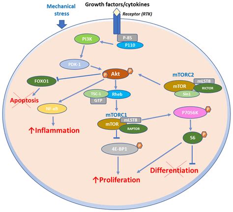 IJMS | Free Full-Text | Predominant Role of mTOR Signaling in Skin Diseases with Therapeutic ...