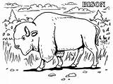 Grassland Animals Coloring Pages sketch template