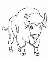 Free Printable Bison Coloring Pages For Kids sketch template