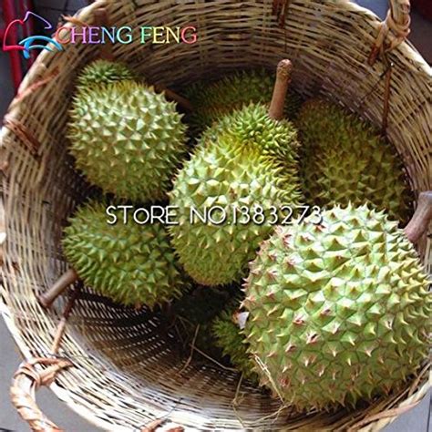 Bonsai Durian Dalam Pot | Aneka Ragam Bentuk Bonsai