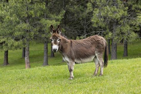 Miniature Donkey: Pictures, Temperament & Traits | Pet Keen