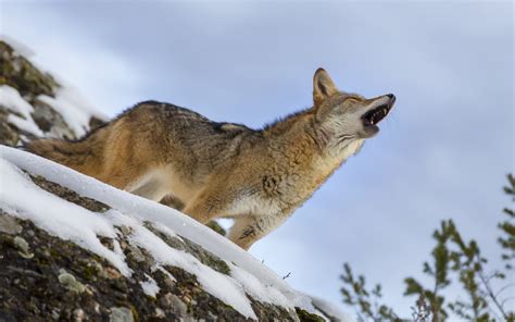 Coyote Hunting Laws By State [Mastering Hunting Regulations]